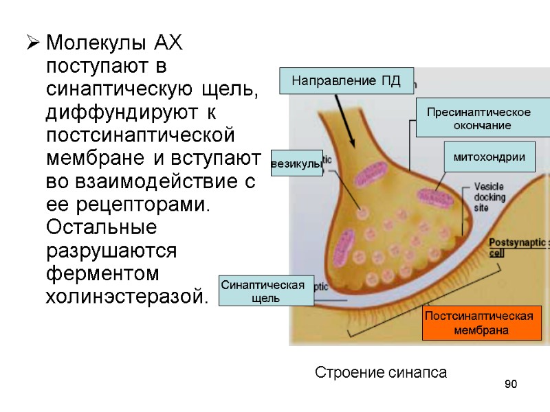 90 Строение синапса Молекулы АХ поступают в  синаптическую щель, диффундируют к постсинаптической мембране